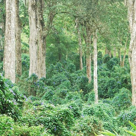 T Cherry Villa Munnar Zewnętrze zdjęcie