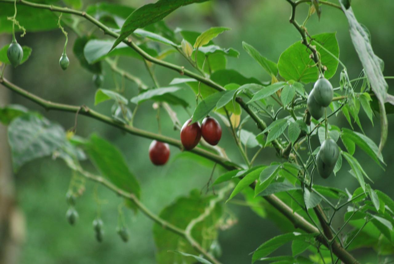 T Cherry Villa Munnar Zewnętrze zdjęcie